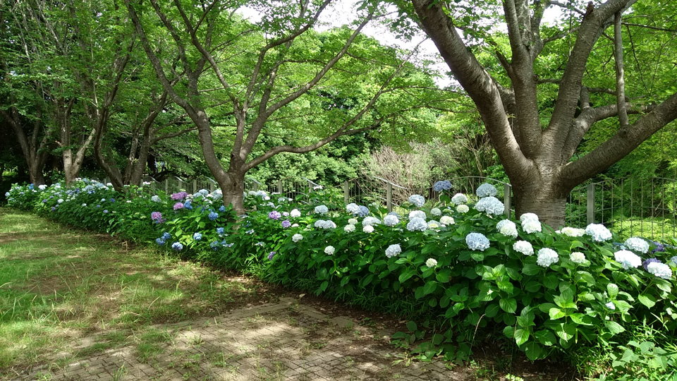 07スポ広「紫陽花」01m