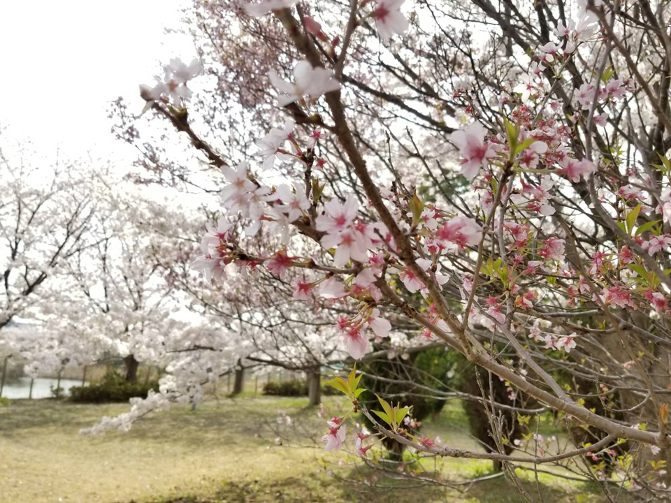 04緑の広場「桜」m