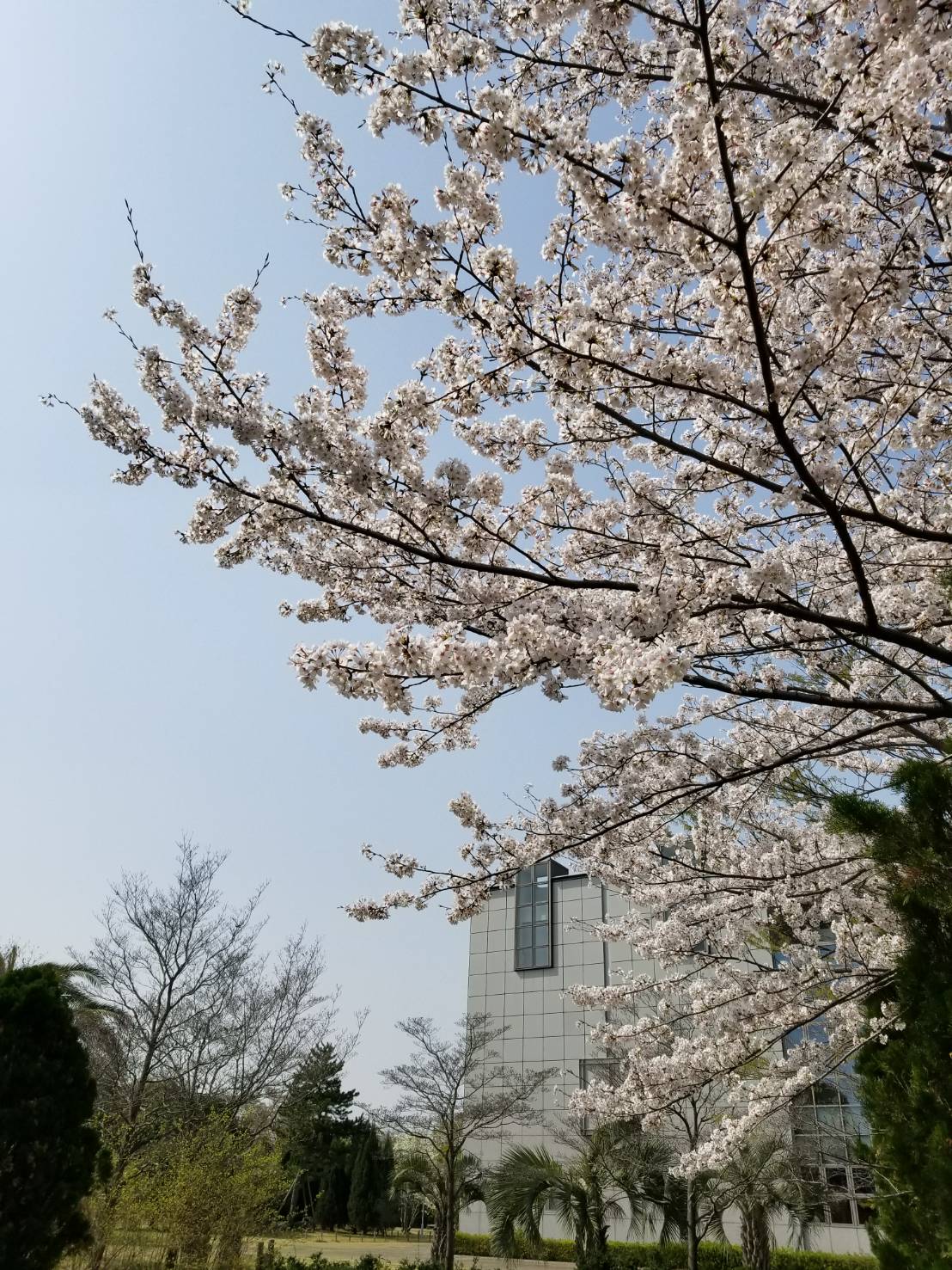 11緑の広場「桜」あぐ