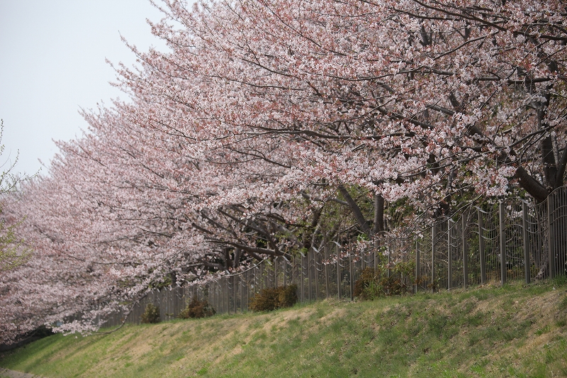 花の頃