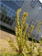 新芽　　部分１